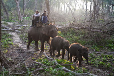 Olifant safari